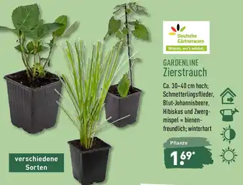 Aldi Nord Gardenline Zierstrauch Angebot