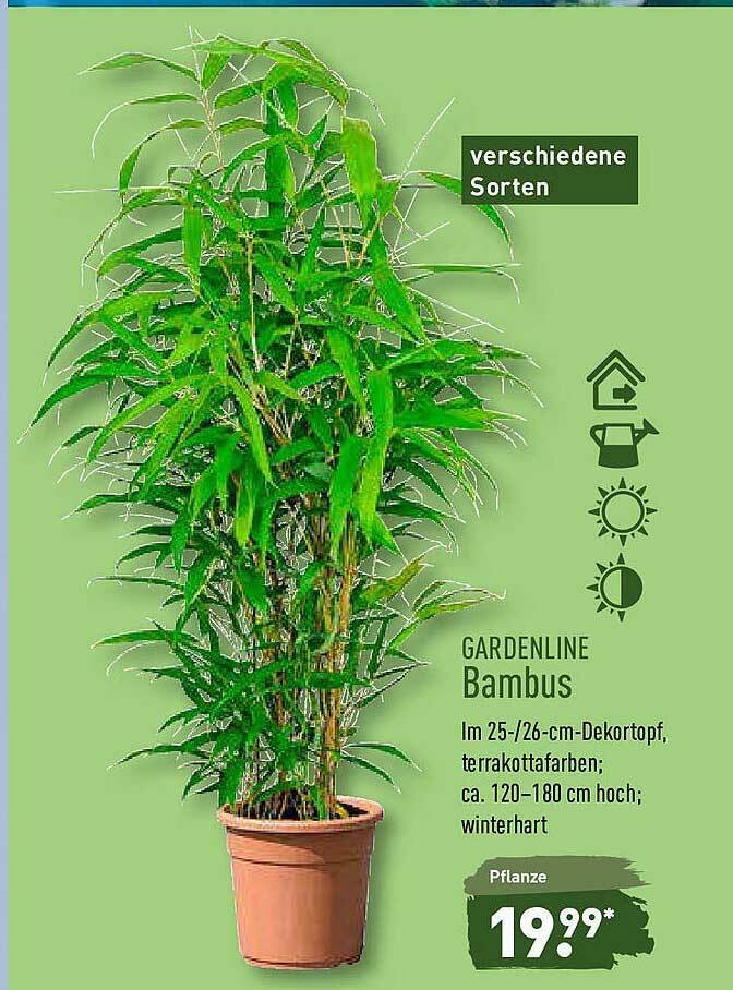 bananenpflanze panaschiert Musa 'Florida Variegata' main image 1