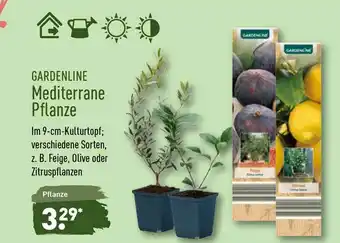 Aldi Nord Gardenline Mediterrane Pflanze Angebot