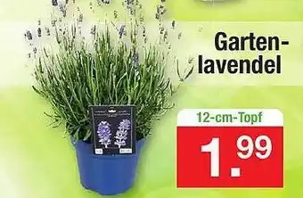 Zimmermann Gartenlavendel Angebot