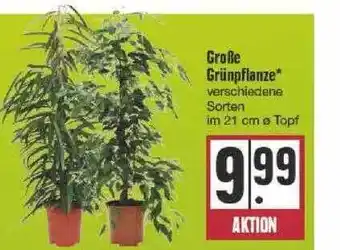 Edeka Große grünpflanze Angebot