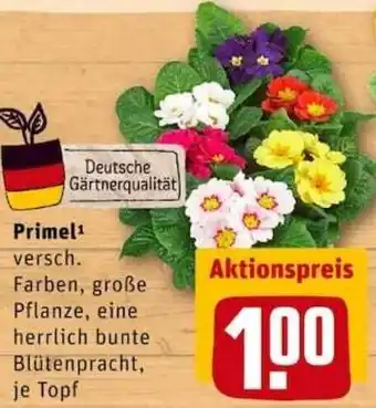 REWE City Primel Angebot