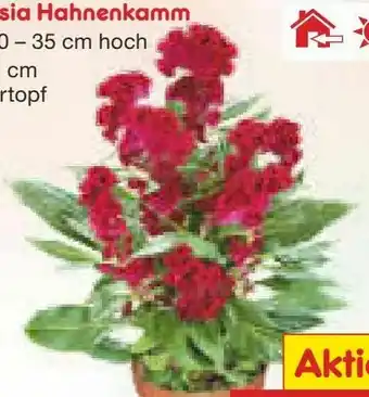 Netto Marken-Discount Celosia Hahnenkamm Angebot