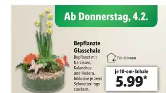 Lidl Bepflanzte Glasschale Angebot