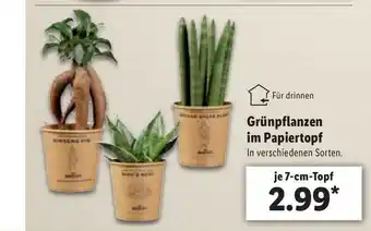 Lidl Grünpflanzen im Papiertopf Angebot