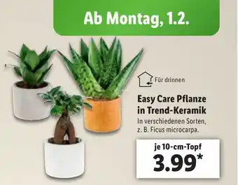 Lidl Easy Care Pflanze in Trend-Keramik Angebot