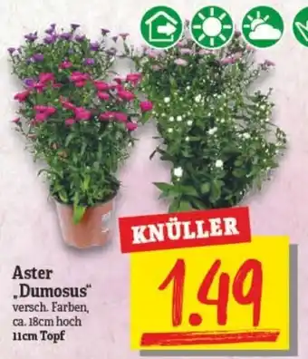 NP Discount Aster Dumosus 11cm Topf Angebot