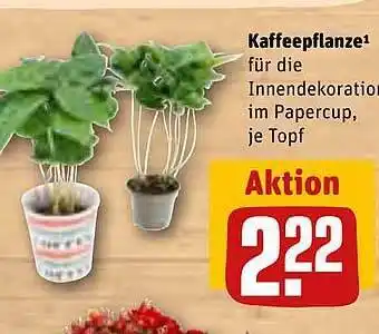 REWE Kaffeepflanze Angebot