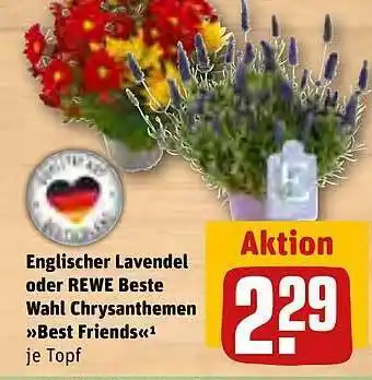 REWE Englischer lavendel oder rewe beste wahl chrysanthemen best friends Angebot