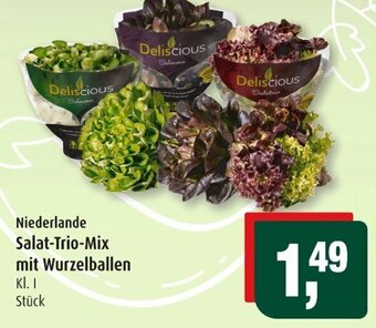 Markant Niederlande Salat Trio Mix mit Wurzelballen Angebot