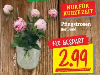 NP Discount Pfingstrosen Angebot