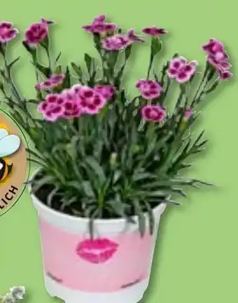 Aldi Nord Dianthus Pink Kisses Angebot