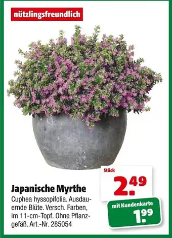 Hagebau Japanische Myrthe Angebot