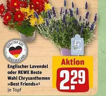 REWE Chrysanthemen „best friends“ Angebot