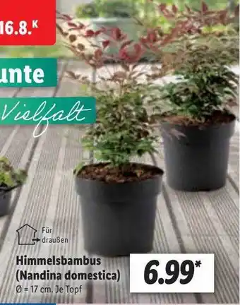 Lidl Himmelsbambus nandina domestica Angebot