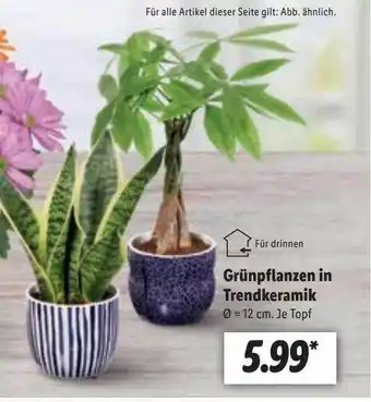 Lidl Grünpflanzen in trendkeramik Angebot