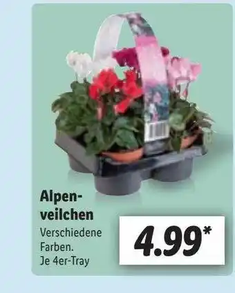 Lidl Alpen-veilchen versch. sorten Angebot