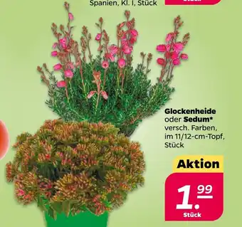 NETTO Glockenheide o. Sedum Angebot