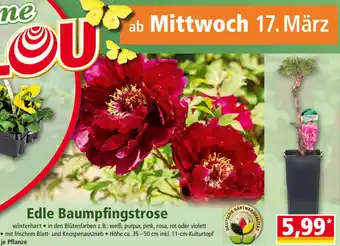 Norma Edle Baumpfingstrose Angebot