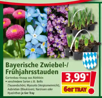 Norma Bayerische Zwiebel Frühjahrsstauden Angebot