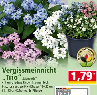 Norma Vergissmeinnicht ,,Trio" Angebot