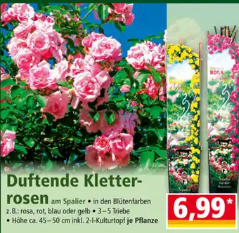 Norma Duftende Kletterrosen Angebot