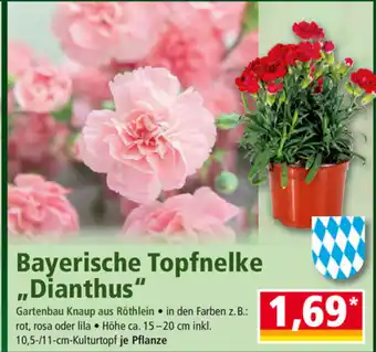 Norma Bayerische Topfnelke ,,Dianthus" Angebot