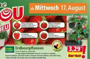 Norma Finest garden erdbeerpflanzen Angebot