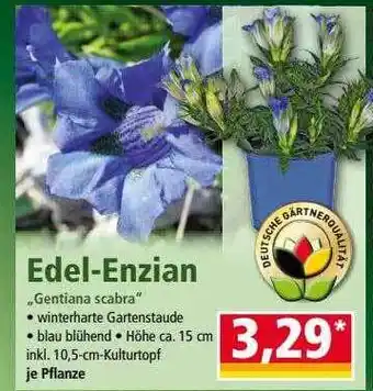 Norma Edel-enzian Angebot