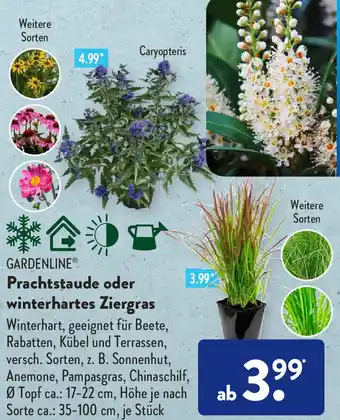 Aldi Süd Gardenline Prachtstaude oder winterhartes Ziergras Angebot