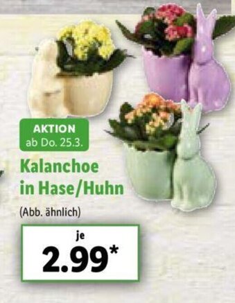 Lidl Kalanchoe in Hase/Huhn Angebot