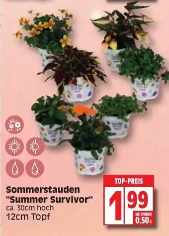 EDEKA Wucherpfennig Sommerstauden Summer Survivor Angebot