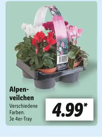 Lidl Alpenveilchen Angebot