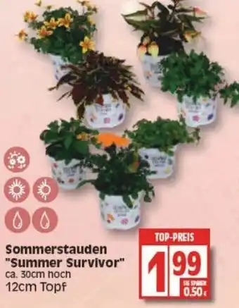 Edeka Sommerstauden Summer Survivor Angebot