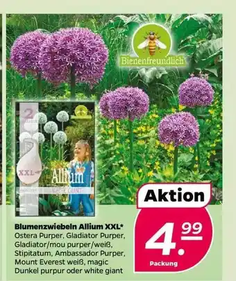 NETTO Blumenzweibeln allium xxl* Angebot