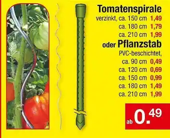 Zimmermann Tomatenspirale Oder Pflanzstab Angebot