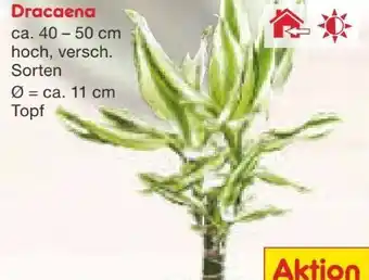 Netto Marken-Discount Dracaena Angebot