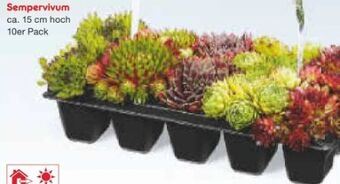 Netto Marken-Discount Sempervivum xxl Angebot