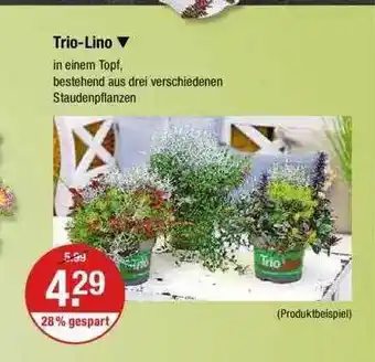 V Markt Trio-lino Angebot