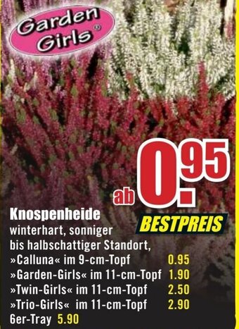 B1 Discount Baumarkt Garden Girls Knospenheide Angebot