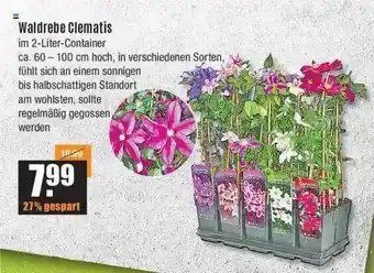 V Baumarkt Waldrebe clematis Angebot