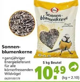 Globus Baumarkt Sonnen-blumenkerne Angebot