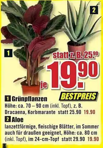 B1 Discount Baumarkt Grünpflanzen oder aloe Angebot