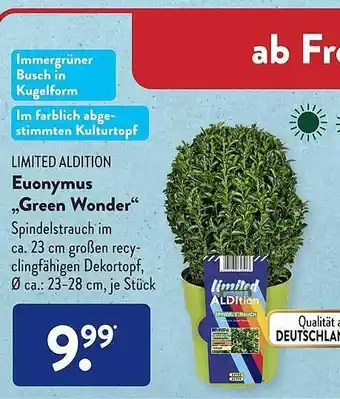 Aldi Süd Limited aldition euonymus „green wonder” Angebot