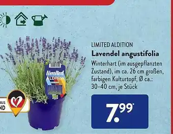 Aldi Süd Limited aldition lavendel angustifolia Angebot