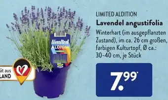 Aldi Süd Limited Aldition Lavendel angustifolia Angebot