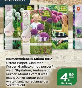 NETTO Bienenfreundlich Blumenzwiebeln Allium XXL Angebot