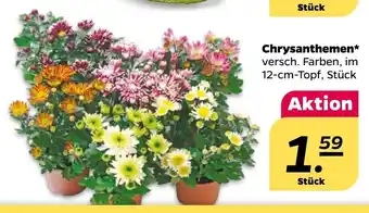 NETTO Chrysanthemen Angebot