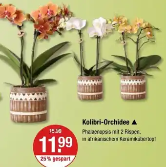 V Markt Kolibri Orchidee Angebot