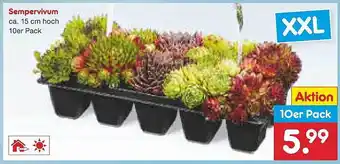 Netto Marken-Discount Sempervivum Angebot